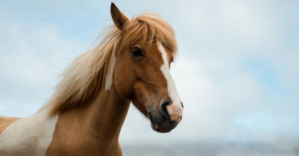 How Do You Relieve Stress in Your Horse?