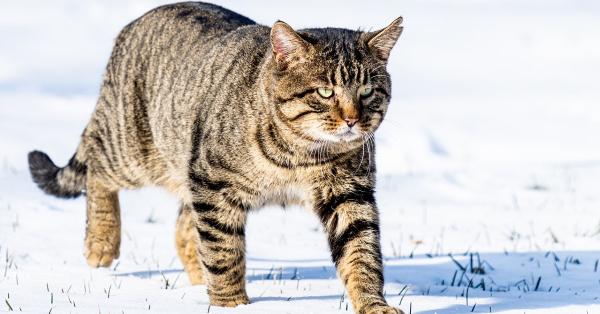 How to Keep Cats Cool in the Summer