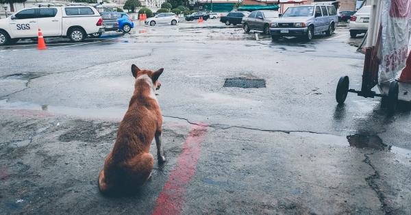 Easing Dog Separation Anxiety When You Go on Holiday