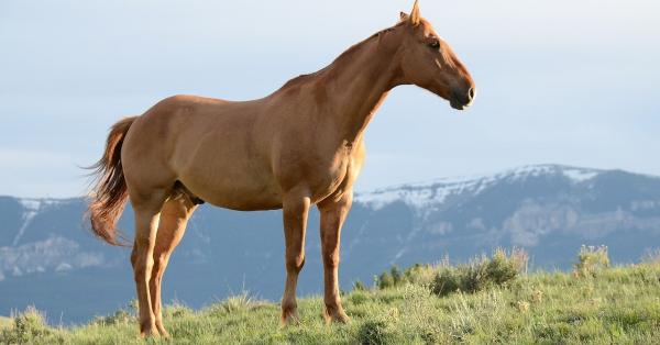 Horse Food & Nutrition: A Guide to Better Horse Nutrition & Diet