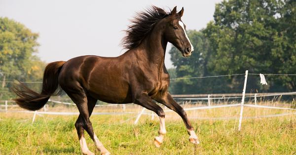 How Can You Treat Your Horse's Joints?