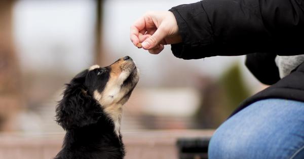 How Do You Treat Lungworm in Your Dog?