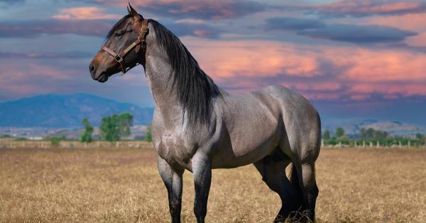 How to Keep Flies off your Horse in Summer