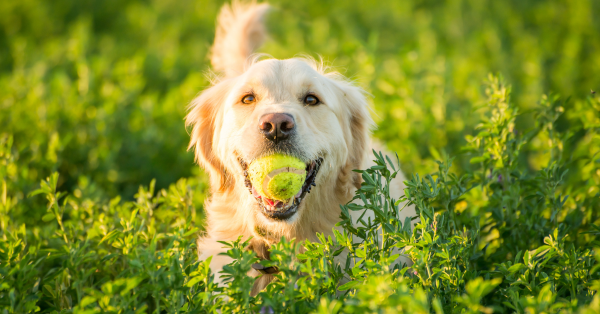 How to Look After your Dog's Teeth this International Dog Day