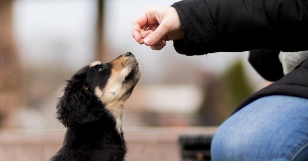 What are the Best Natural Dog Treats?