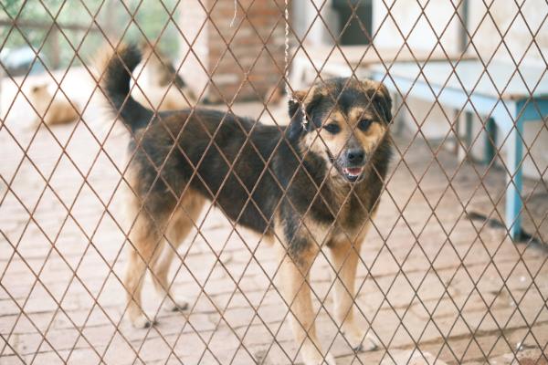 Keeping Furry Friends Calm: Tips for Boarding Cats and Dogs in Cattery or Kennels