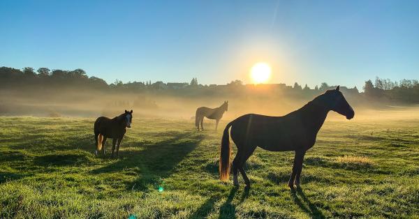 Choosing The Right Shampoo For Your Horse