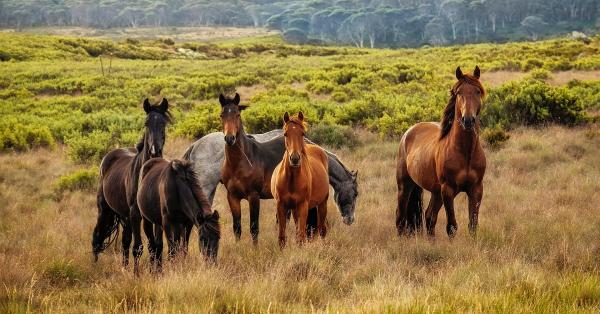 Grooming your Horse in Autumn Using the Best Brush