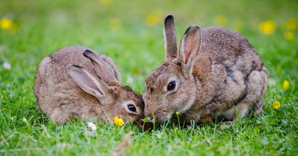 How Do You Take Care of Your Rabbit?